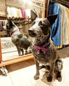 Blue Cattle Dog