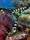 Banded Sea Snake