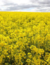 Canola Fields