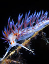 Nudibranch