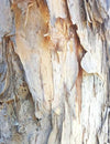 Paperbark