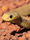 Taipan