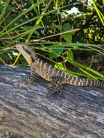 Australian Water Dragon Jacket - Joe Bananas | Australia