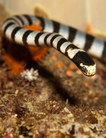 Banded Sea Snake - Joe Bananas | Australia