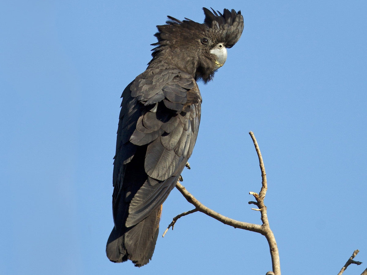 Black Cockatoo Jacket - Joe Bananas | Australia