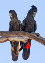 Black Cockatoo Jacket - Joe Bananas | Australia