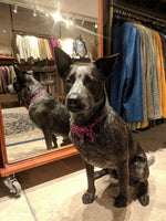 Blue Cattle Dog Jacket - Joe Bananas | Australia