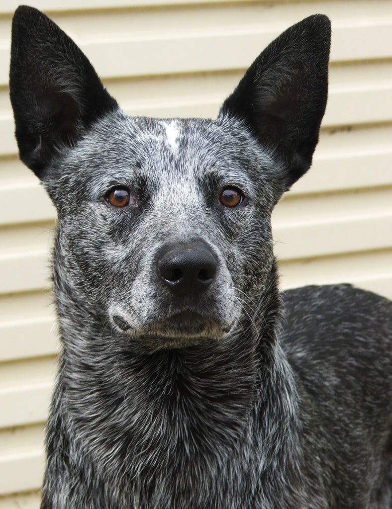 Blue Cattle Dog Jacket - Joe Bananas | Australia