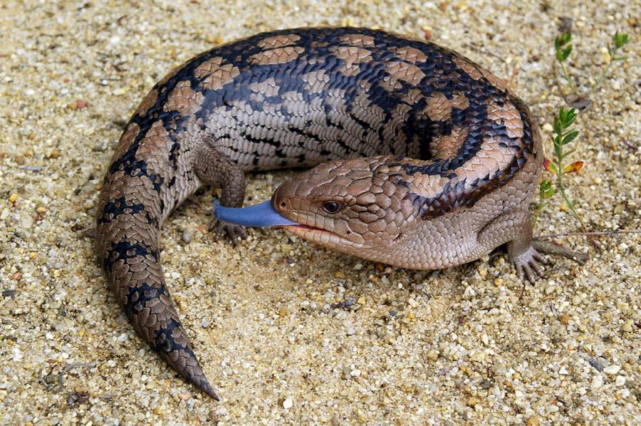 Blue Tongue Lizard Jacket