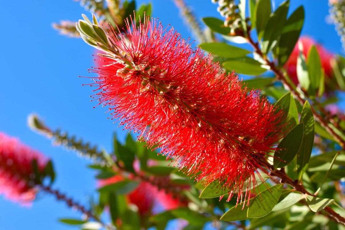 Bottlebrush Jacket