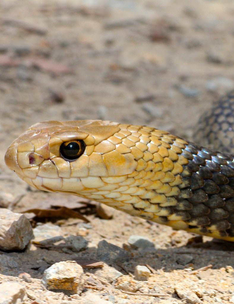 Eastern Brown Snake Jacket - Joe Bananas | Australia