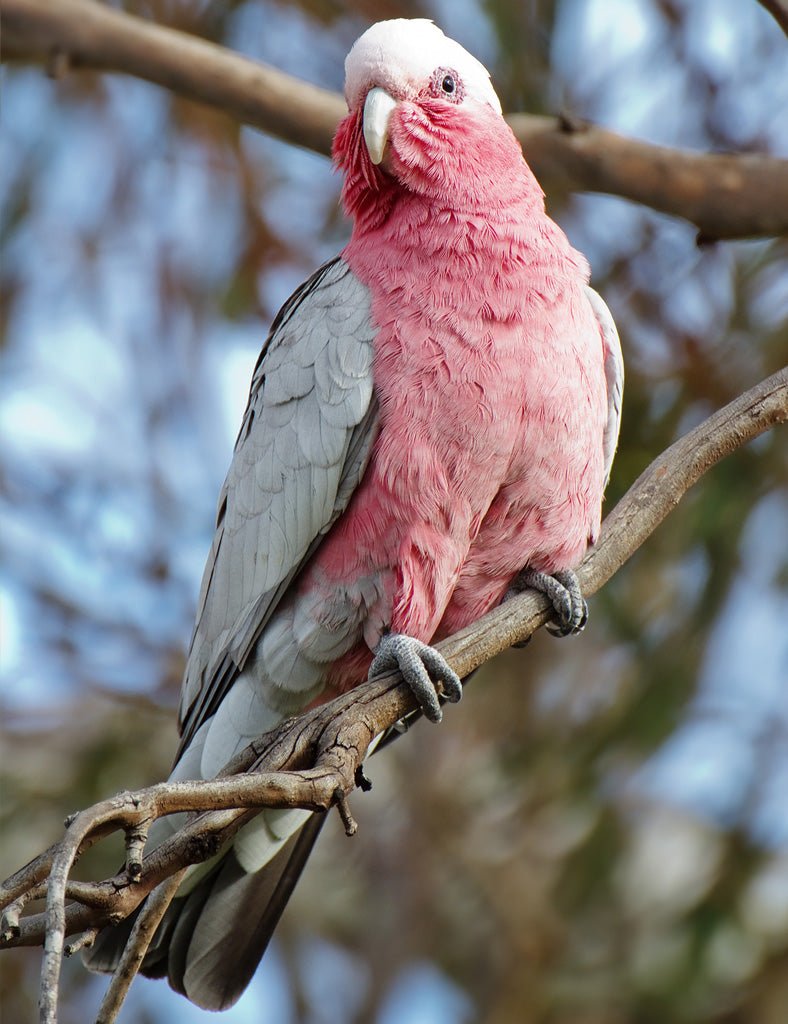 Galah Paperbark Jacket - Joe Bananas | Australia