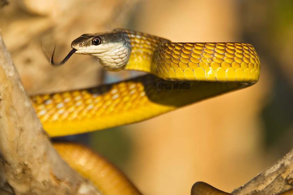 Golden Tree Snake Jacket - Joe Bananas | Australia