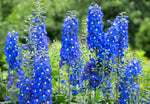 Hidcote Blue Lavender Jacket - Joe Bananas | Australia