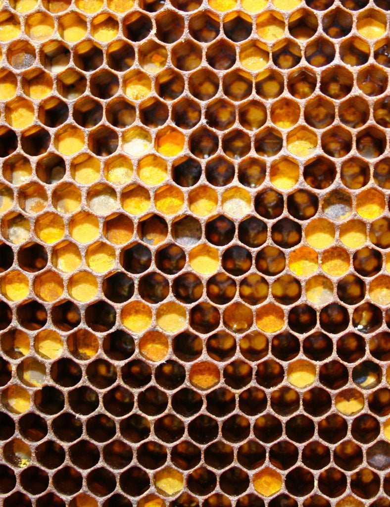 Honeycomb Jacket - Joe Bananas | Australia