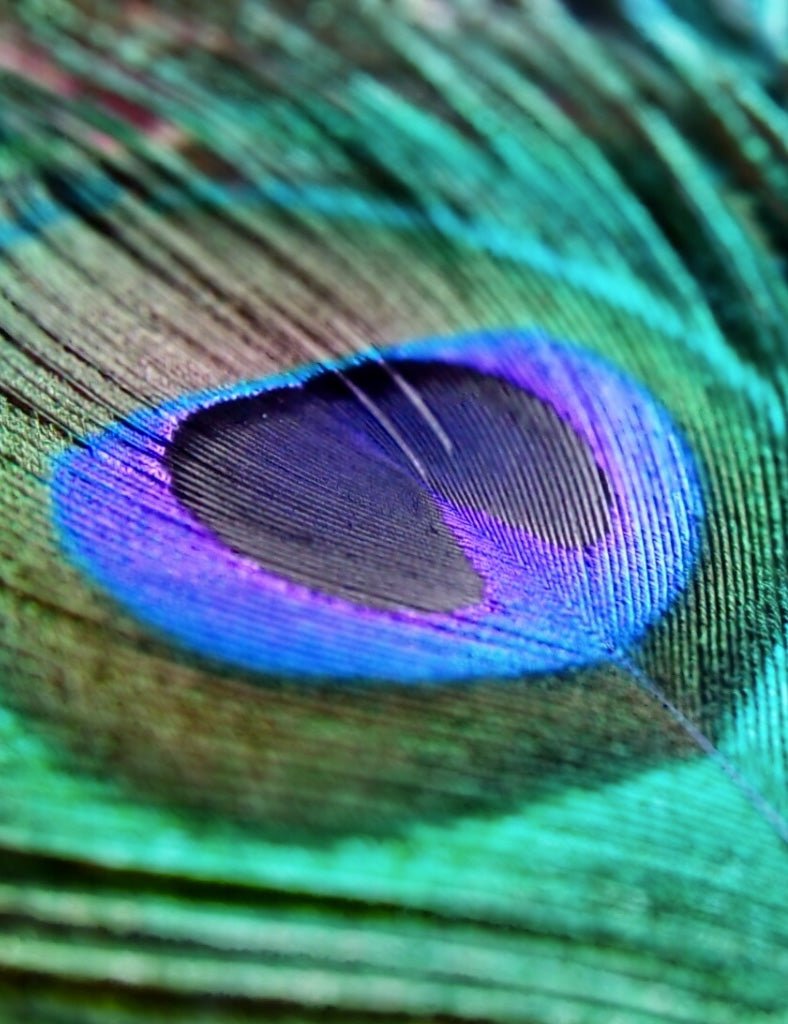 Indigo Peacock Feather - Joe Bananas | Australia