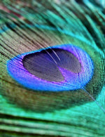 Indigo Peacock Feather - Joe Bananas | Australia