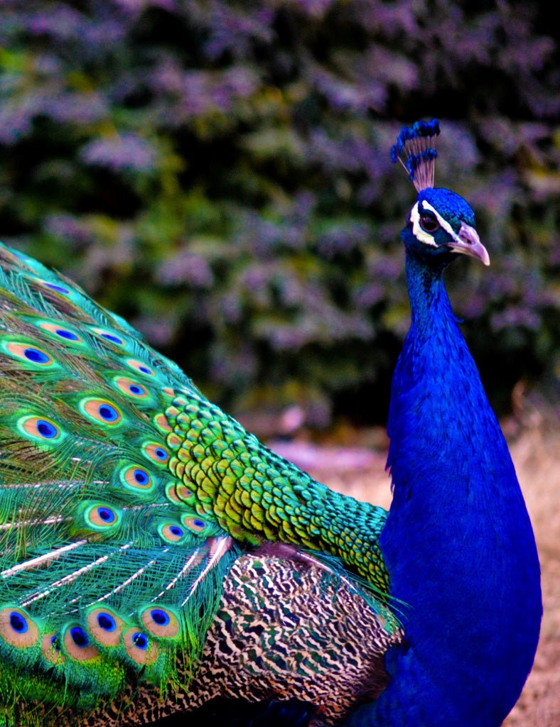 Indigo Peacock Feather - Joe Bananas | Australia