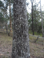 Iron Bark Jacket - Joe Bananas | Australia