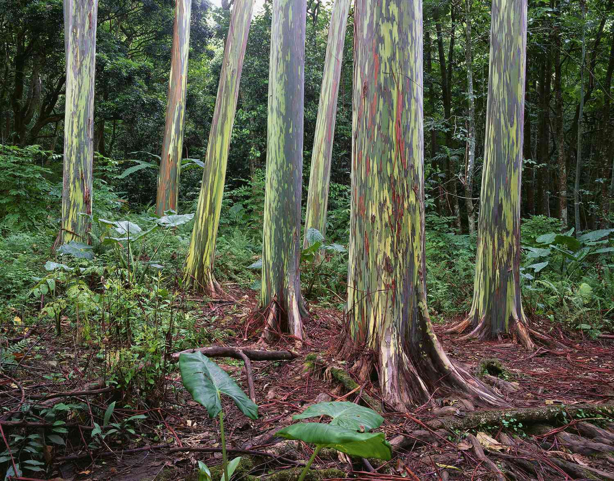 Rainbow Eucalypt Jacket - Joe Bananas | Australia