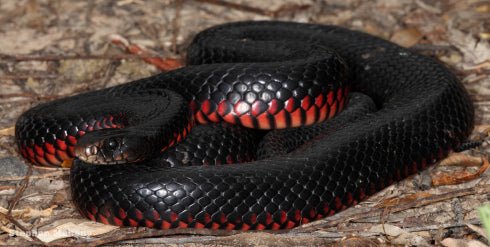 Red Bellied Black Snake Jacket - Joe Bananas | Australia