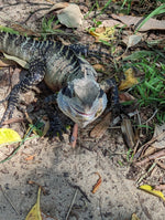 Australian Water Dragon Jacket