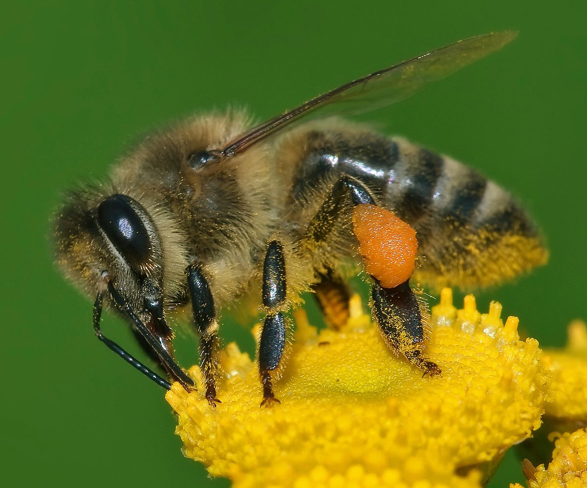 Australian Honey Bee Jacket