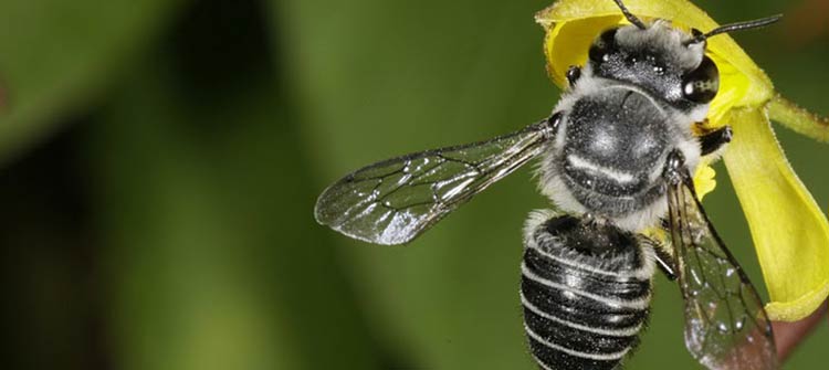 Australian Honey Bee Jacket