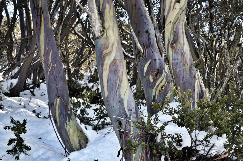 Perisher Snowgum