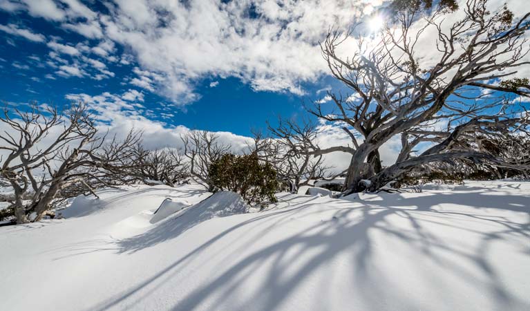 Perisher Snowgum