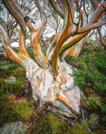 Thredbo Snowgum